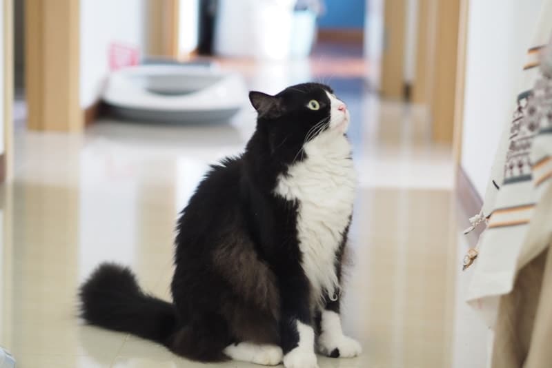 Is a Tuxedo Cat Hypoallergenic? Vet-Approved Allergy Care Tips