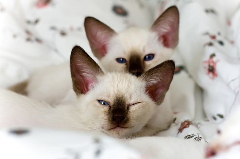 Siamese Kittens for Sale in Connecticut & Nearby States: Breeders List 2026