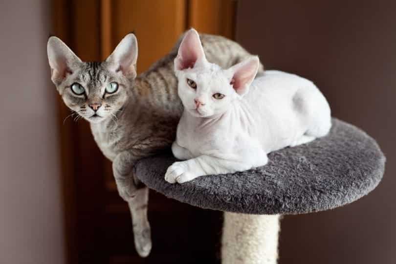11 Devon Rex Colors (Common & Unique Varieties)