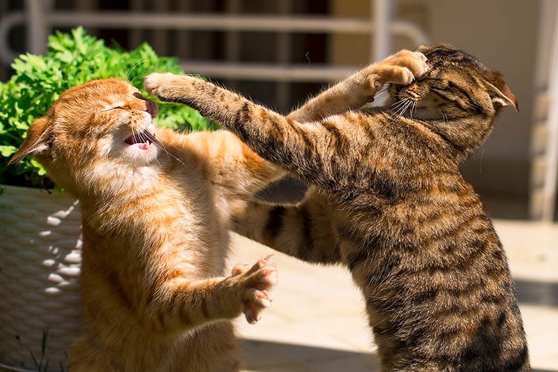 How to Safely Break up a Cat Fight: 6 Vet-Approved Tips