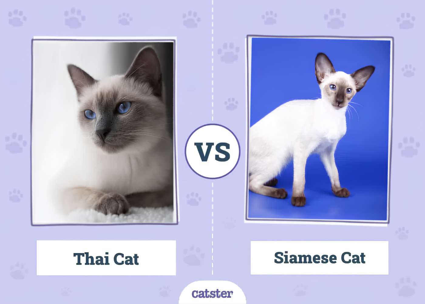 Thai vs Siamese Cat: The Differences (With Pictures)