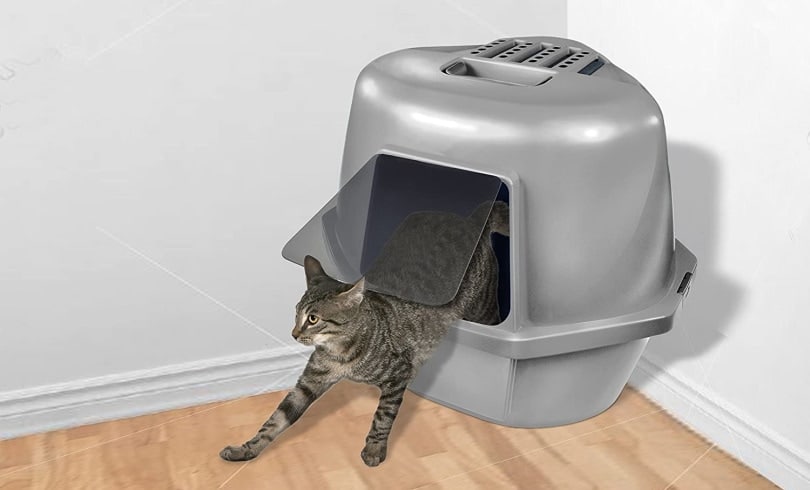 10 Best Cat Litter Boxes in Canada (2026) - Reviews and Top Picks
