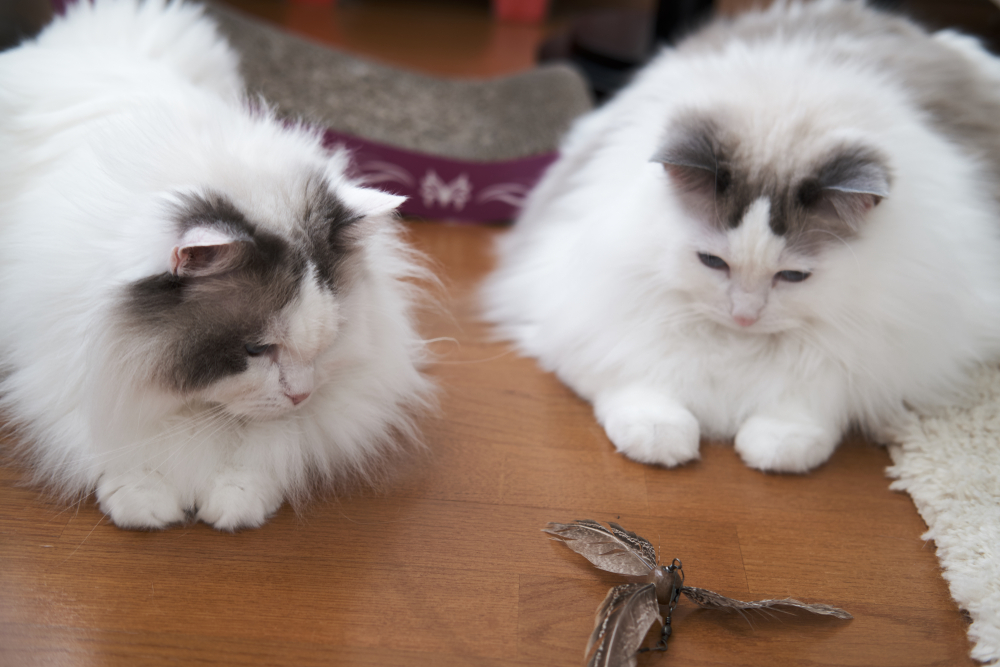 Van pattern Ragdoll cats