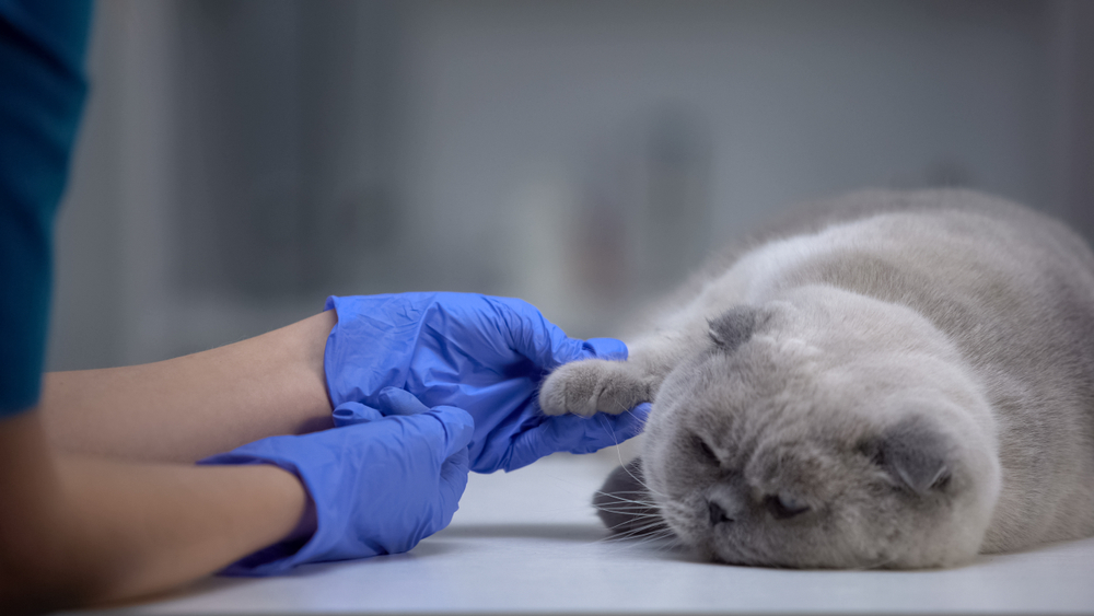 How to Treat a Cat's Broken Nail: Vet-Approved Care Tips & FAQ