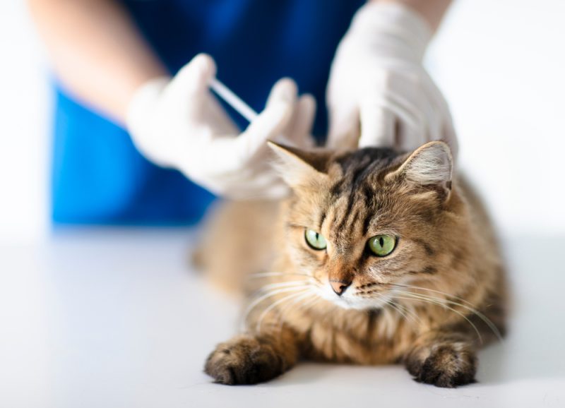 Distemper Vaccine for Cats: Our Vet's Guide