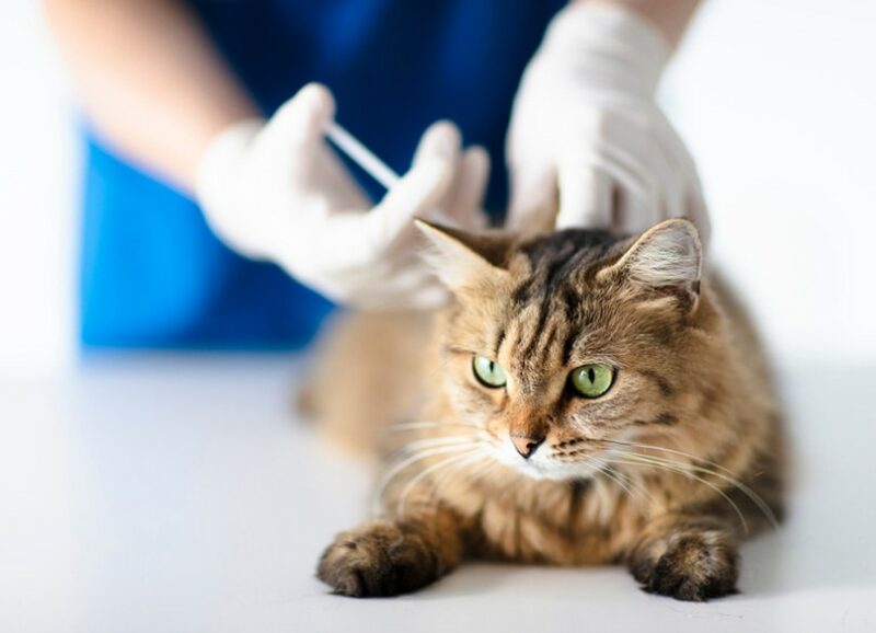How Often Do Cats Need Rabies Shots? Vet Approved Facts & FAQ