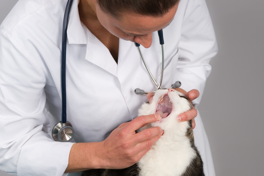 Cat Mouth Sore: Causes, Signs & Treatments (Vet Answer)