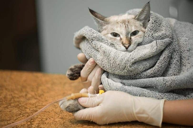 4 Vet-Reviewed Natural Home Remedies for Blood in Cat Stool