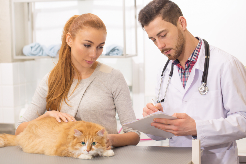 Polycystic Kidney Disease in Cats: Our Vet Explains the Signs, Causes & Treatment