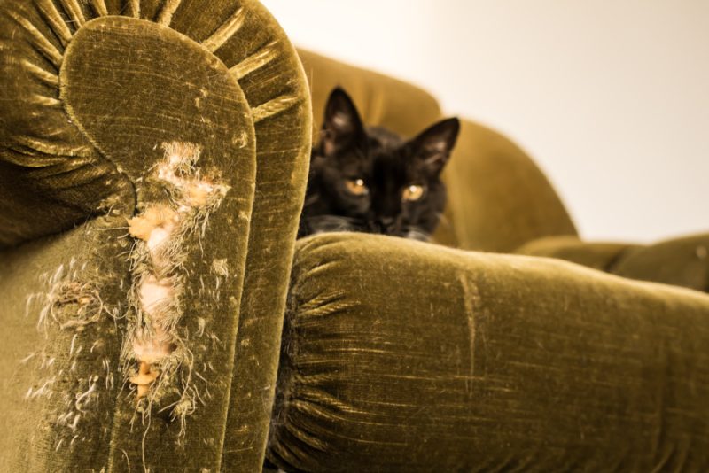 Vintage plush couch destroyed with cat claws