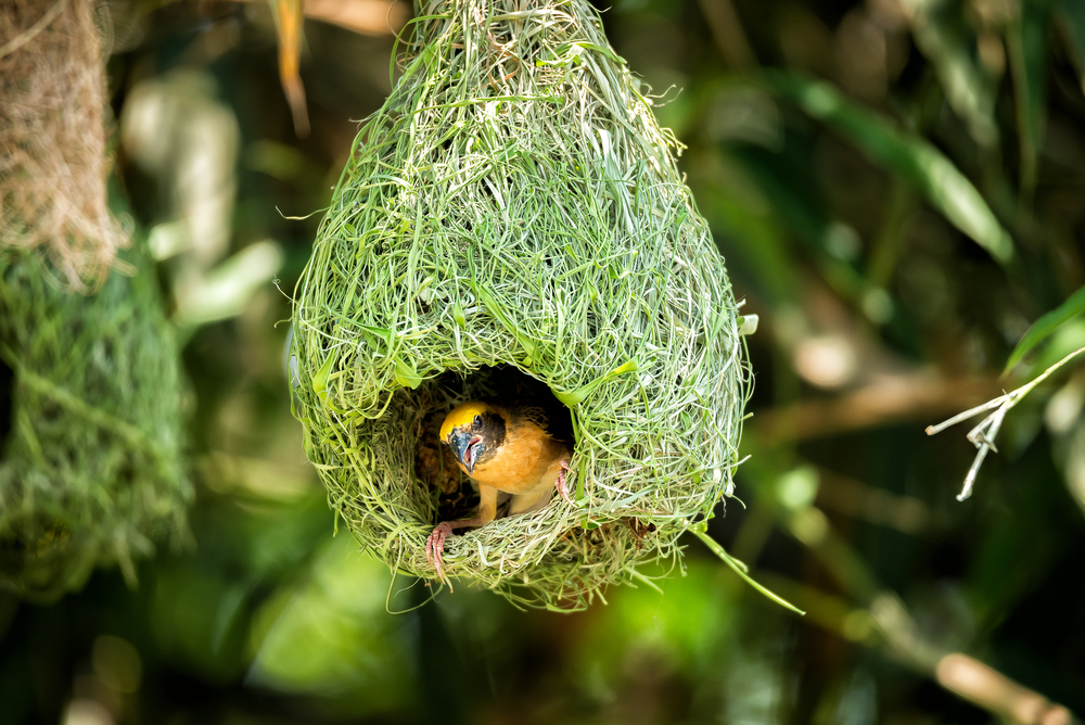 How to Protect Bird Nests From Cats: 12 Effective Vet-Verified Ideas