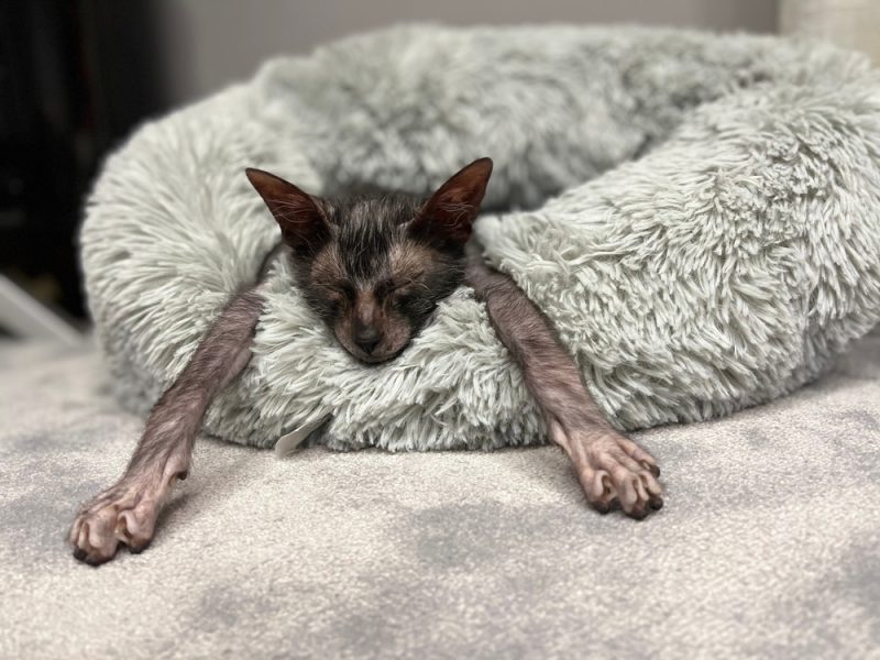 Werewolf cat lykoi cat sleeping in cat bed