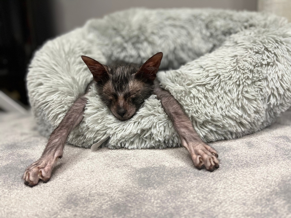 Werewolf cat lykoi cat sleeping in cat bed
