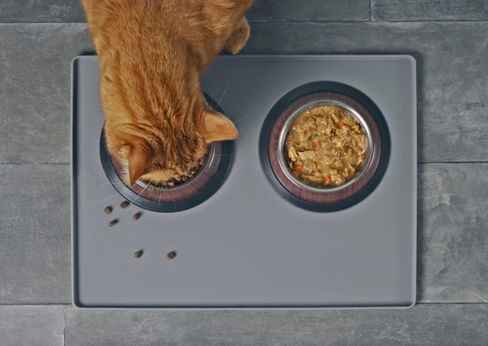 Wet vs Dry Cat Food