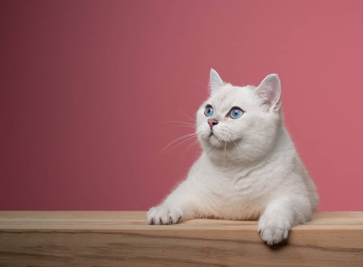 White British Shorthair Cat: Info, Pictures, Facts & History