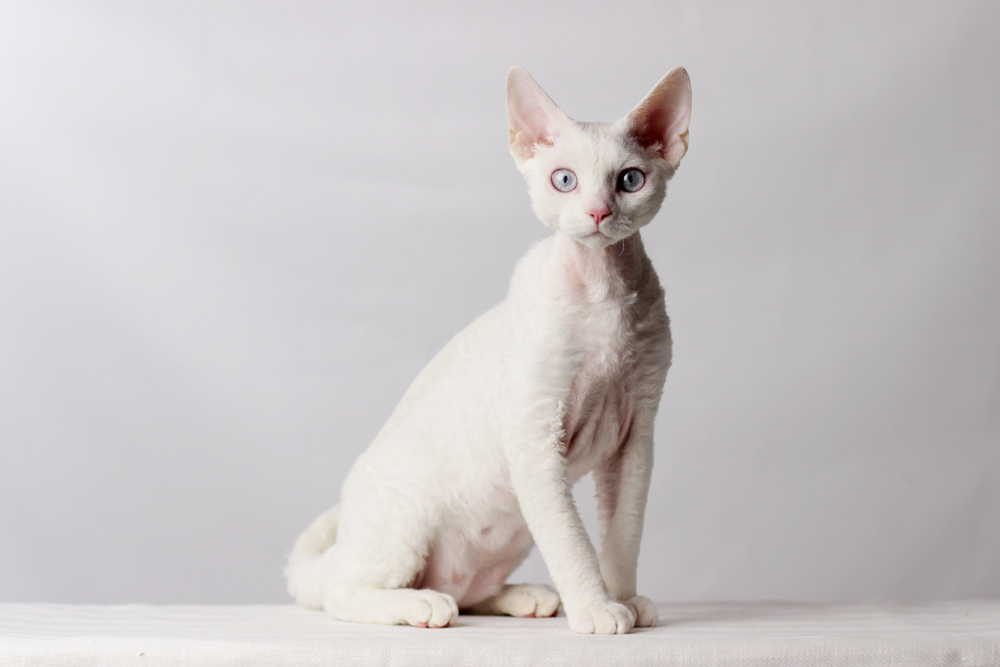 Devon Rex Cat: Info, Traits & Pictures — Catster