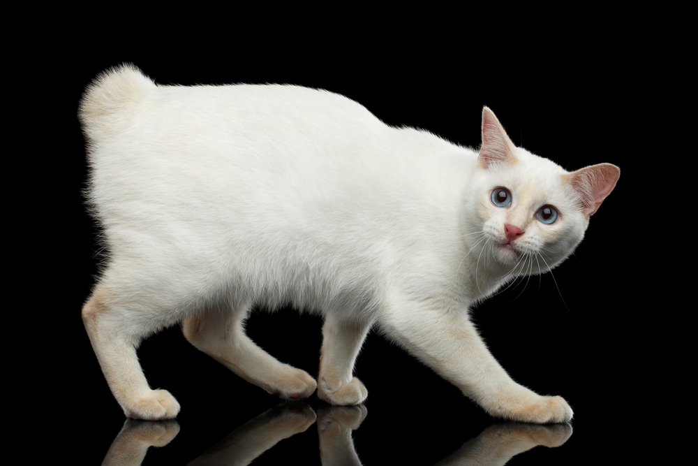 Mekong Bobtail Cat Breed: Info, Pictures, Traits & Facts