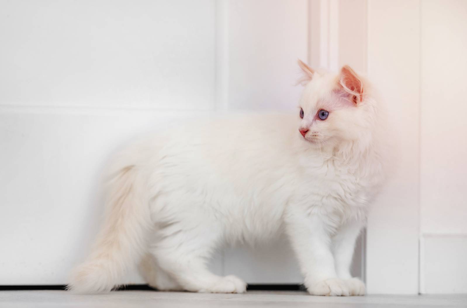 White Ragdoll Cat: Info, Pictures, Facts & Origins — Catster