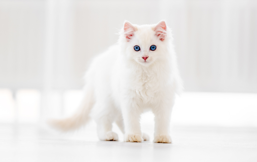 White Ragdoll Cat