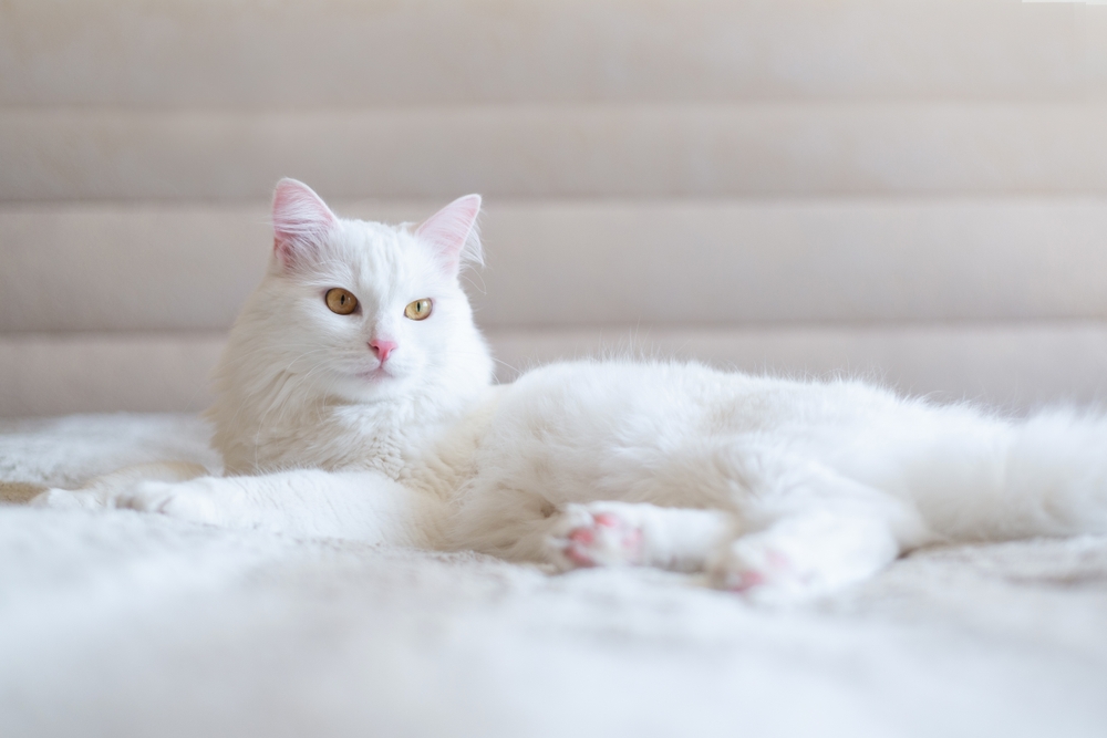 Are White Cats Deaf? Genetic Explanations for Deafness (Vet-Approved)