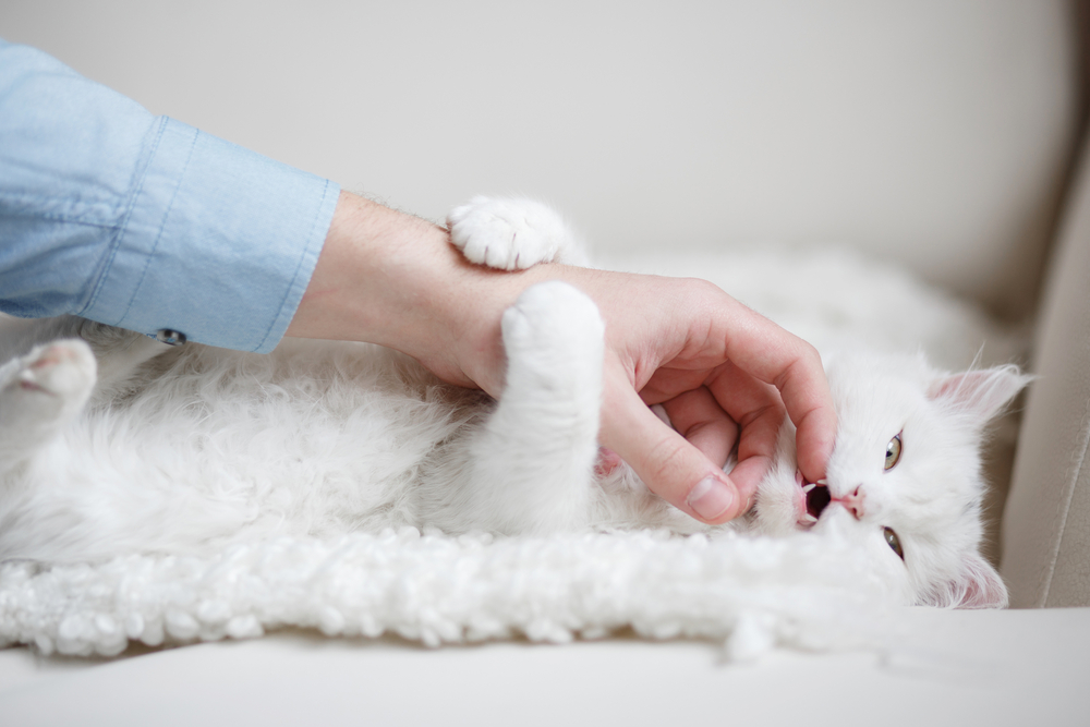 White cat bitting fingers