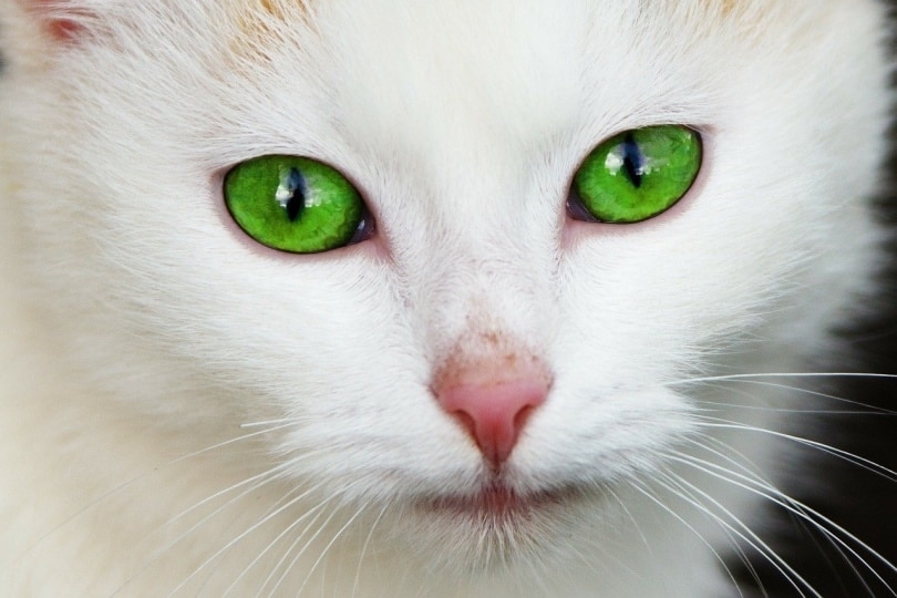 Cat Eyes: Vet-Reviewed Genetics, Color Changes & FAQ