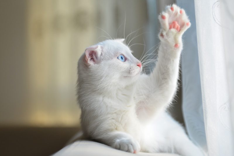 Cat Toe Beans: 8 Vet-Verified Fun Facts & Pictures