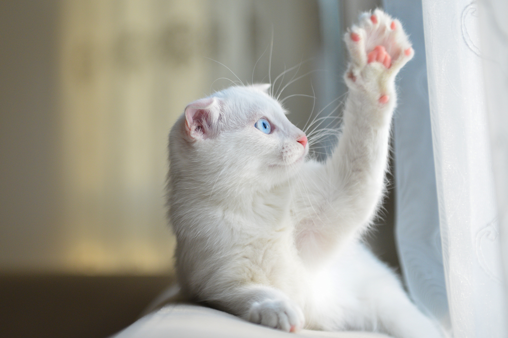 How Many Toes Does A Cat Have? Vet-Verified Facts & Info