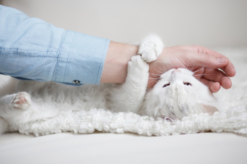 How to Discipline a Cat for Biting: 9 Tips & Tricks