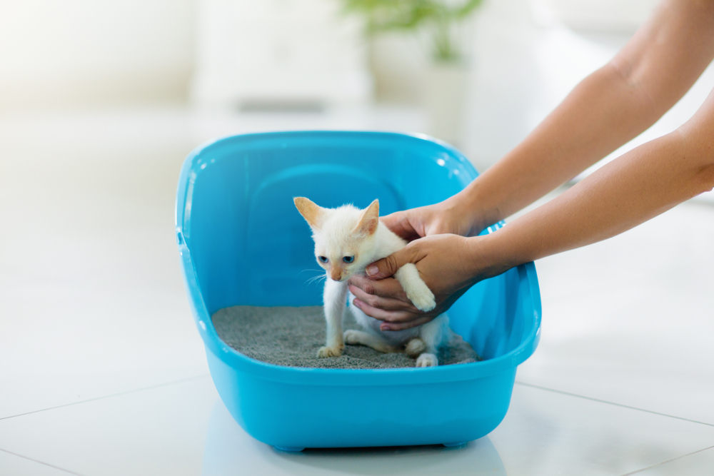 8 Ways to Make a Constipated Kitten Poop (Vet Answer)