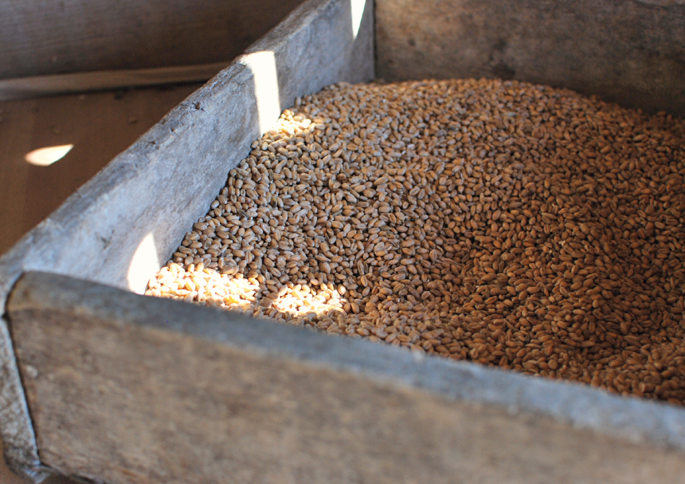 Whole wheat grains in a wooden box