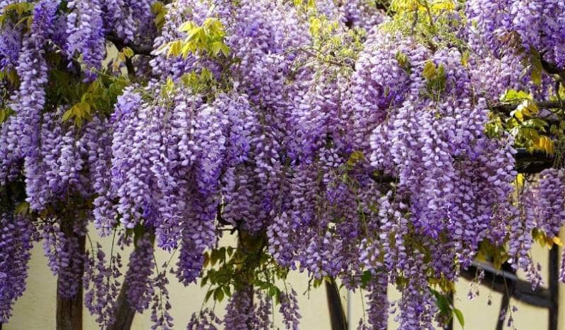 Outdoor Plants That Are Toxic to Cats: 10 to Avoid (Vet-Reviewed)