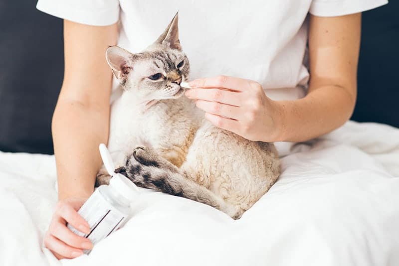 Trazadone for Cats (Vet Answer): Uses, Side Effects & FAQ
