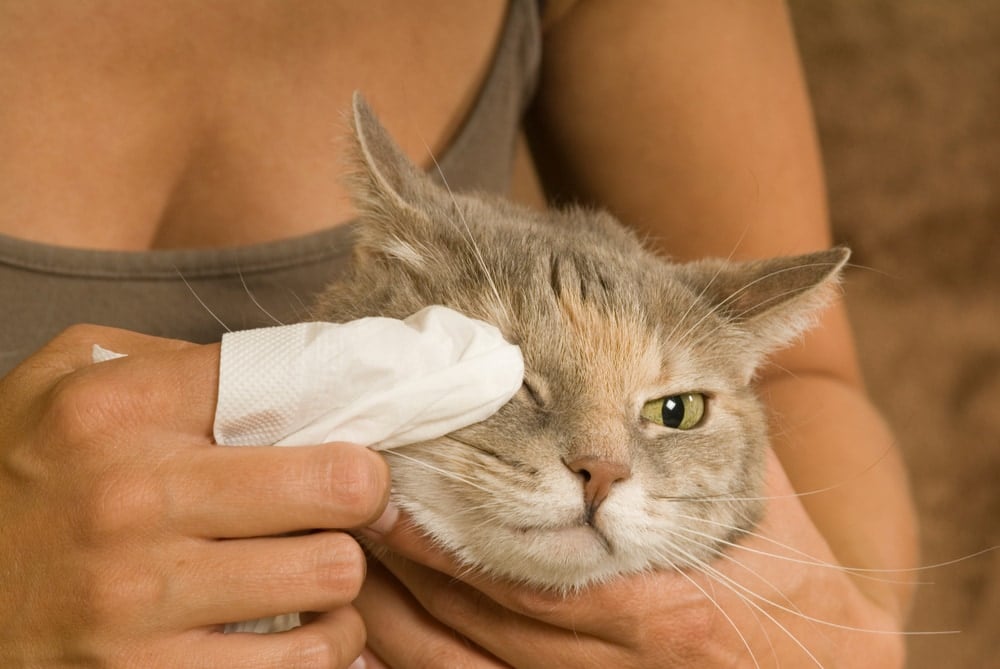 Will Cat Conjunctivitis Go Away by Itself? Vet-Verified Facts & Info