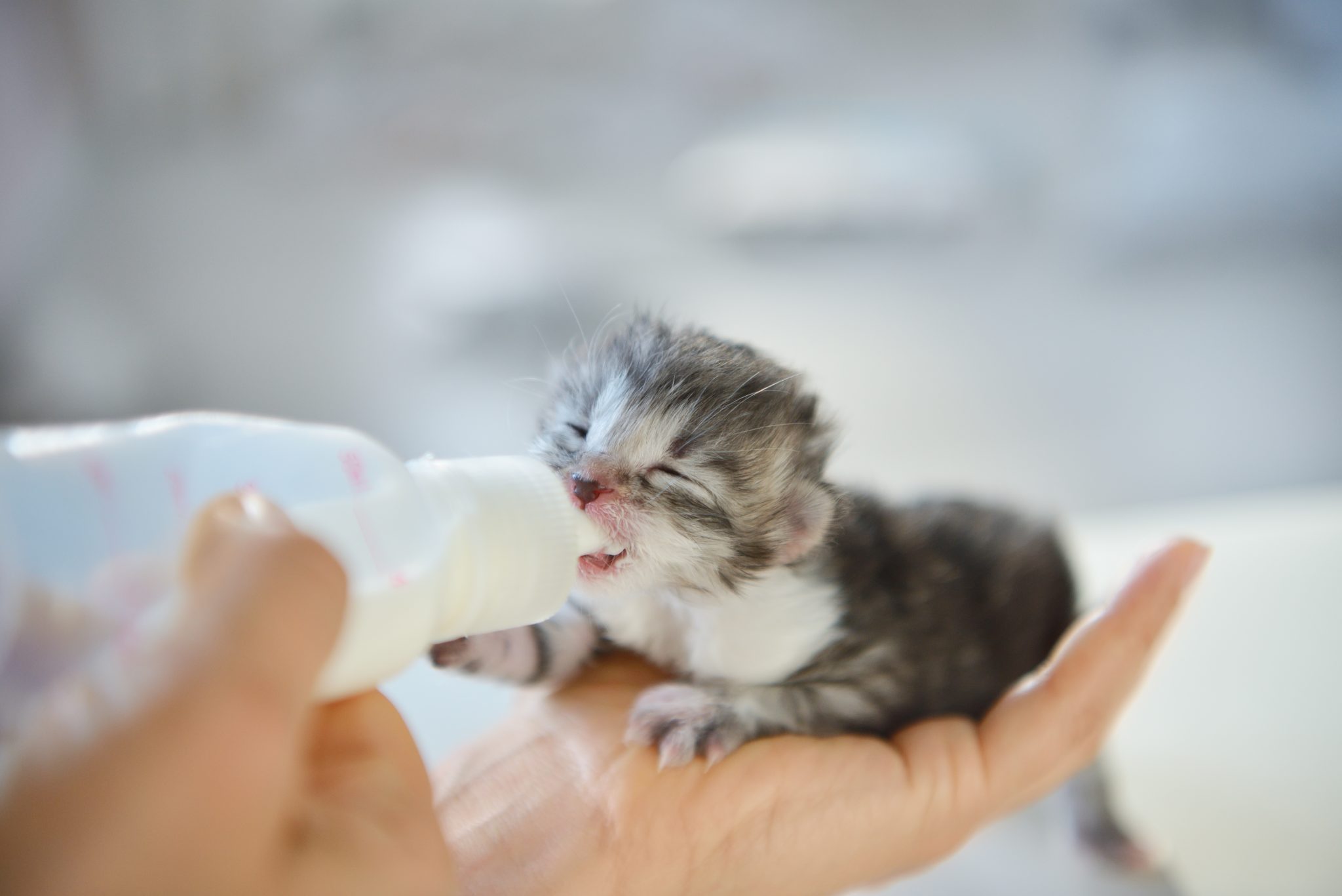 Woman feeding newborn kitten with bottle of milk over white background