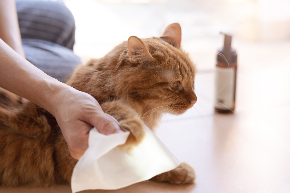 9 Best Cat Wipes for Baths & Cleaning in 2026 - Reviews & Top Picks (Vet-Reviewed)