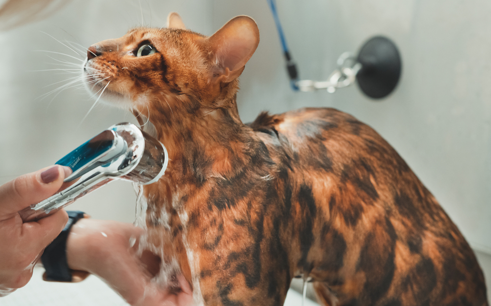 What's the Cost of Cat Grooming? 2026 Price Breakdown