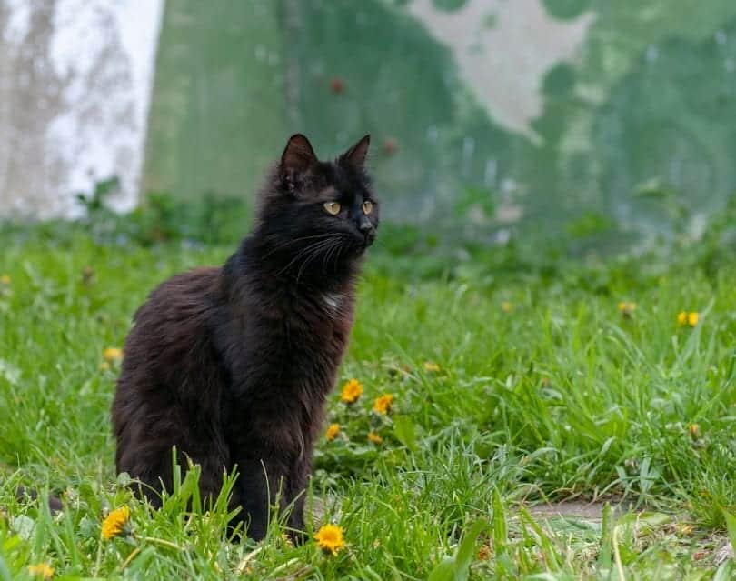 How to Keep Cats From Pooping in My Yard: 6 Vet-Verified Safe Methods