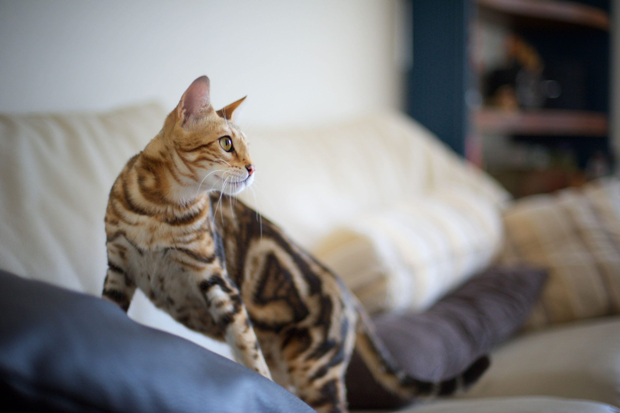 Young marble bengal cat is standing on a couch