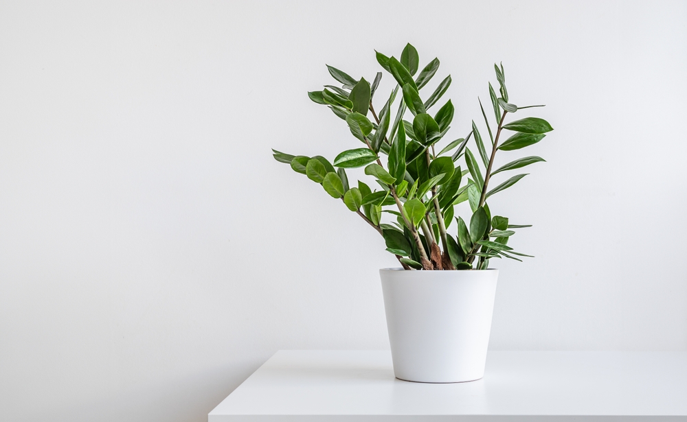 7 Vet-Verified Ways to Keep Cats Out of House Plants