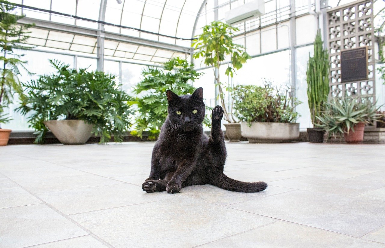 What Houseplants Are Poisonous to Cats? 15 Vet-Verified Toxic Types