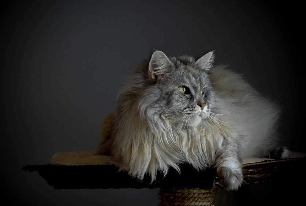 a blue maine coon cat
