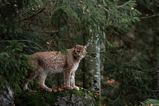 Can a Bobcat Breed With a Domesticated Cat? Vet-Verified Facts