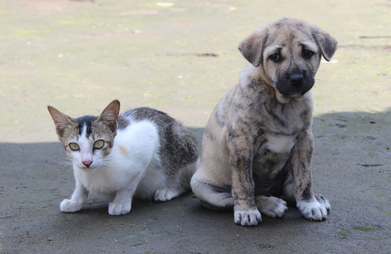 How to Introduce a Puppy to Cats (10 Vet-Verified Tips)