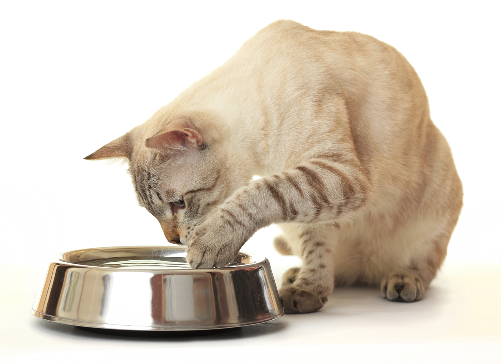 Cat Splashes Water Out of the Bowl: 5 Vet-Verified Reasons & How to Stop It