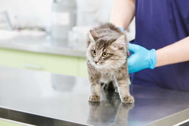 Skin Cancer in Cats: Types, Causes & Treatment (Vet Answer)