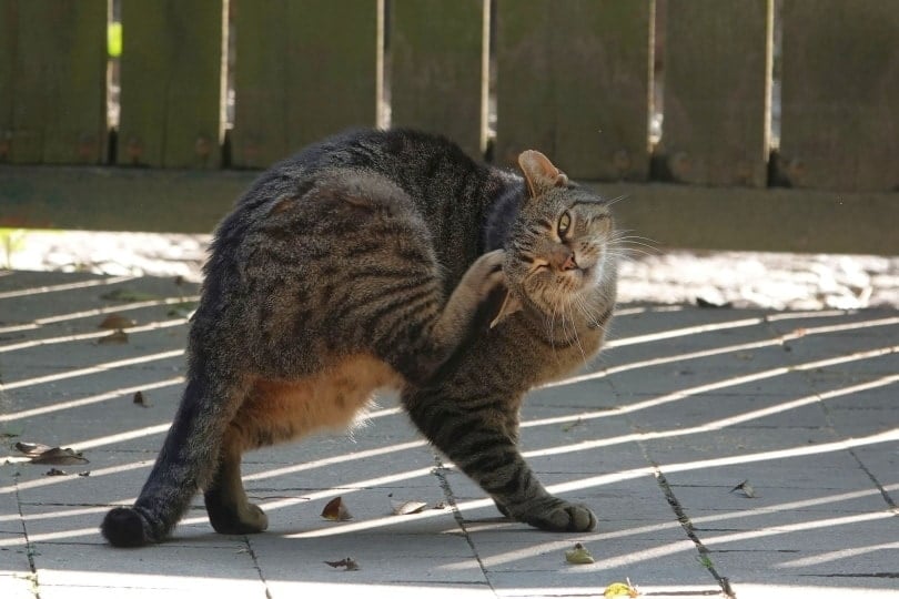 My Cat Is Scratching Their Ears Raw, What's Wrong? Our Vet Answers