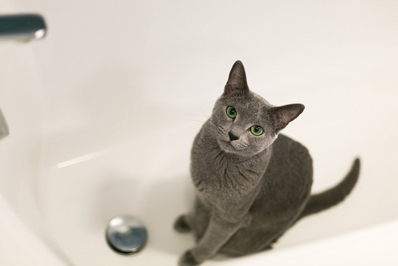 Why Do Cats Like Bathtubs? 9 Possible Reasons (Vet Reviewed)