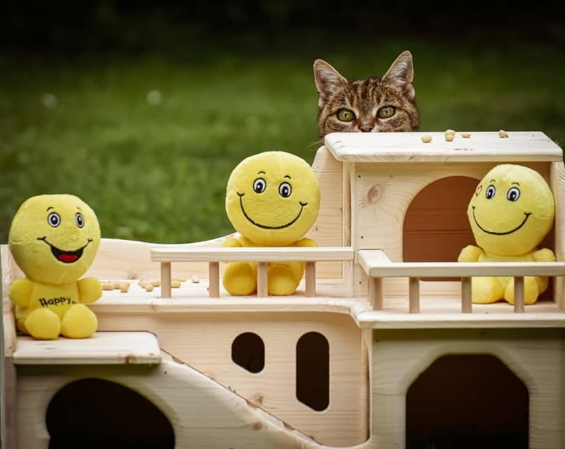 10 Best Outdoor Cat Houses of 2026 - Reviews & Top Picks