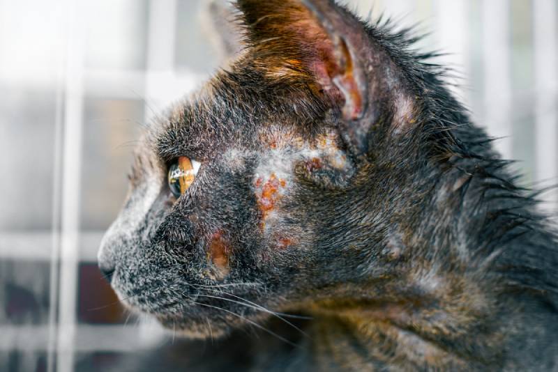 Skin Disease in Cats: Our Vet Explains Causes, Signs & Treatments